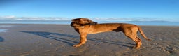Rhodesian Ridgeback dogs for stud: Proven KC Reg Fully Health Tested RR for Stud in Bolton - Advert 19
