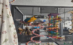 Macaws birds for sale: Female BNG MAcaw - Image 5