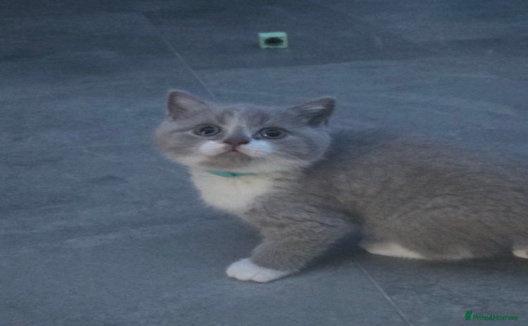 British Shorthair cats - Advert 1