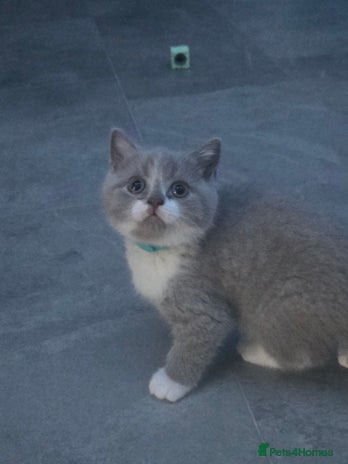 British Shorthair cats - Advert 3