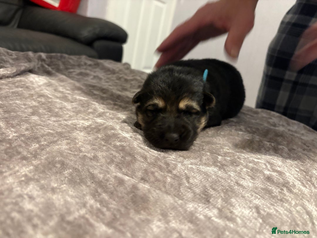 Mixed Breed dogs for sale: Beautiful German shepherd puppies for sale  - Image 6