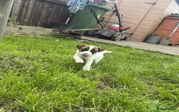 Jack Russell dogs for sale: Two lovely male Jack russel puppies  - Image 4