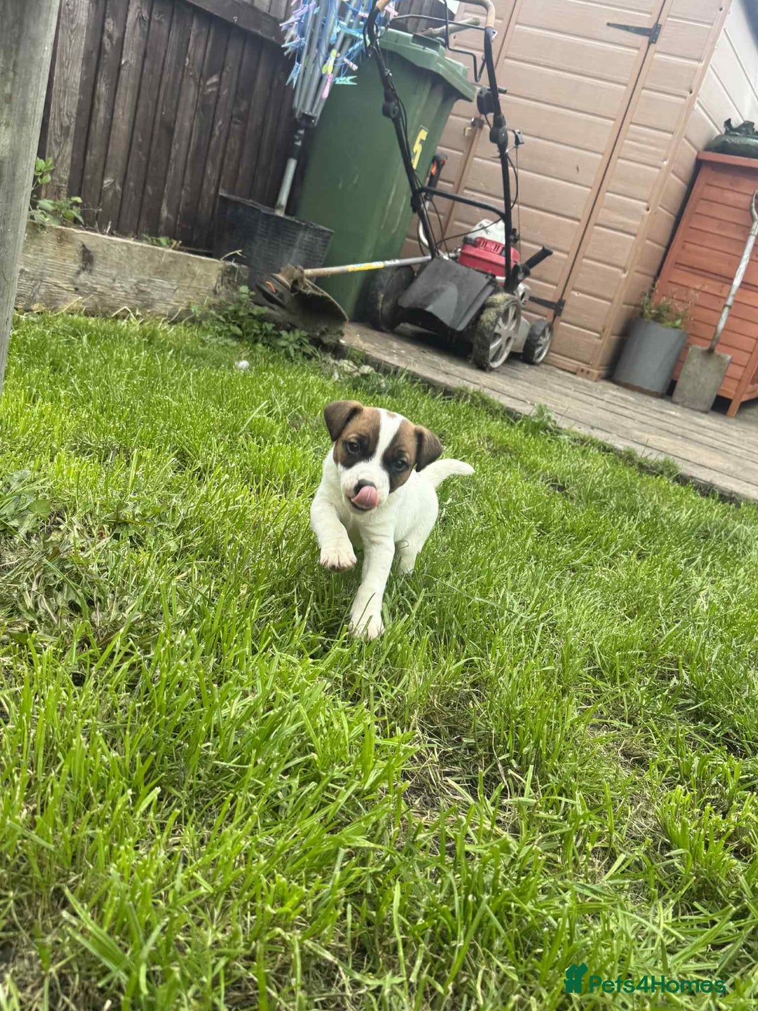 Jack Russell dogs for sale: Two lovely male Jack russel puppies  - Image 4