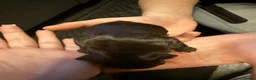 French Bulldog dogs for sale: French bulldog puppies  - Advert 7