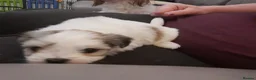Mixed Breed dogs for sale: Lhasa Apso x Maltese puppies known as Kyi-Leos - Advert 6