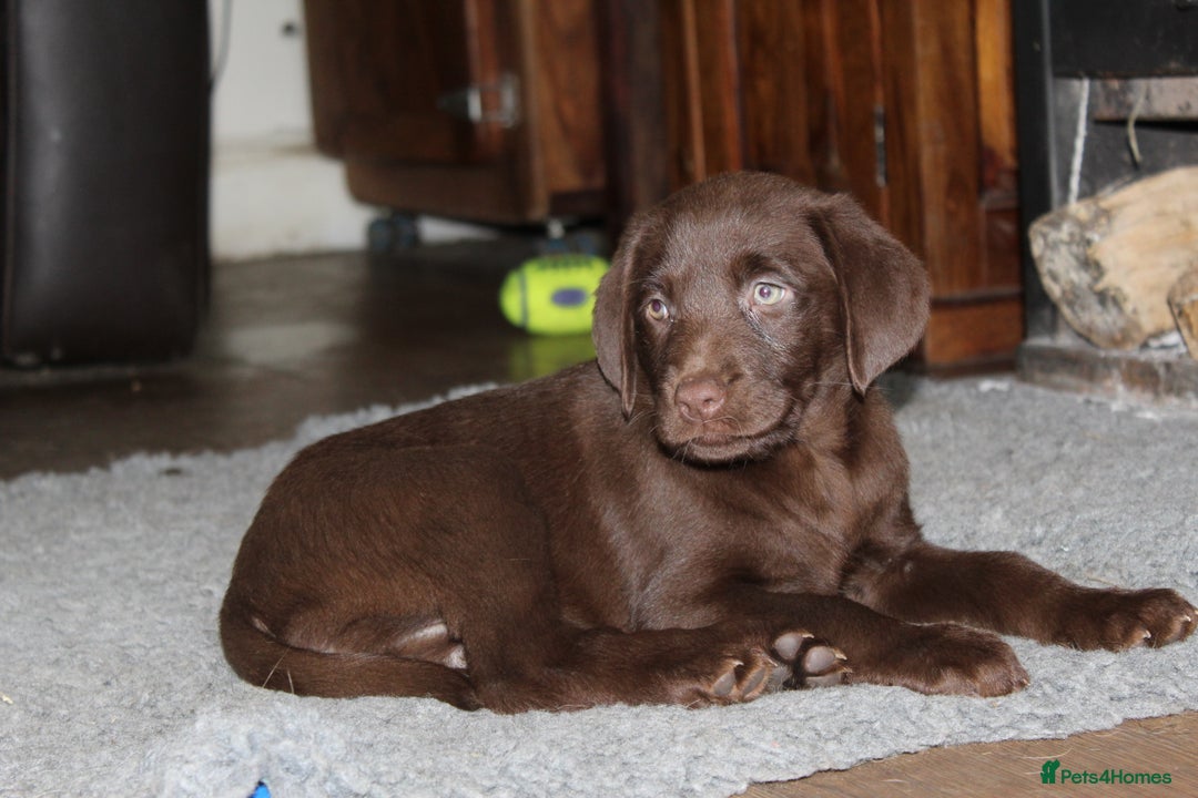 Labrador Retriever dogs for sale: Labrador Pupsfor Sale – Yellow, Chocolate, Black  - Image 5