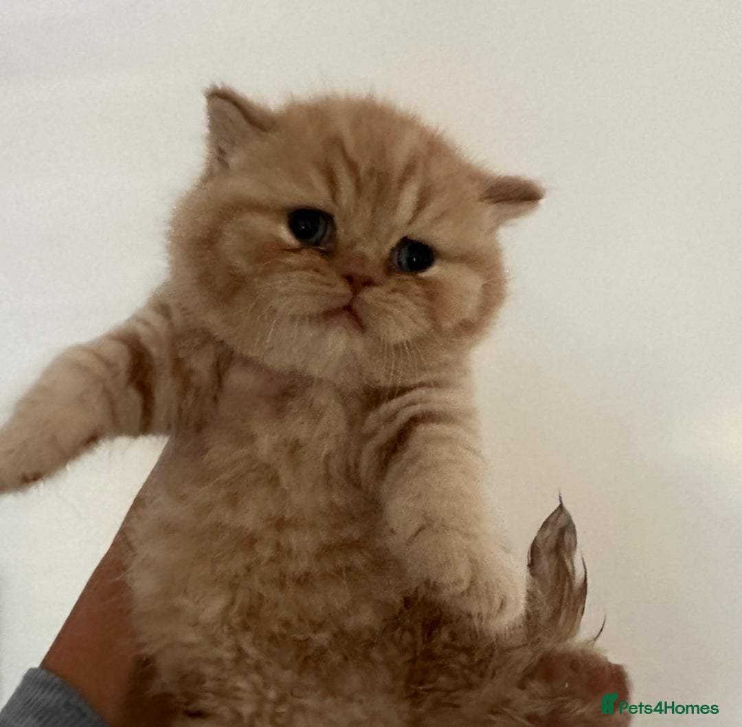 British Shorthair cats for sale: GCCF registered British longhairs and Shorthairs - Image 18
