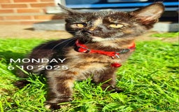 Mixed Breed cats for sale: Norwegian x pixiebob kittens mix available  - Image 37