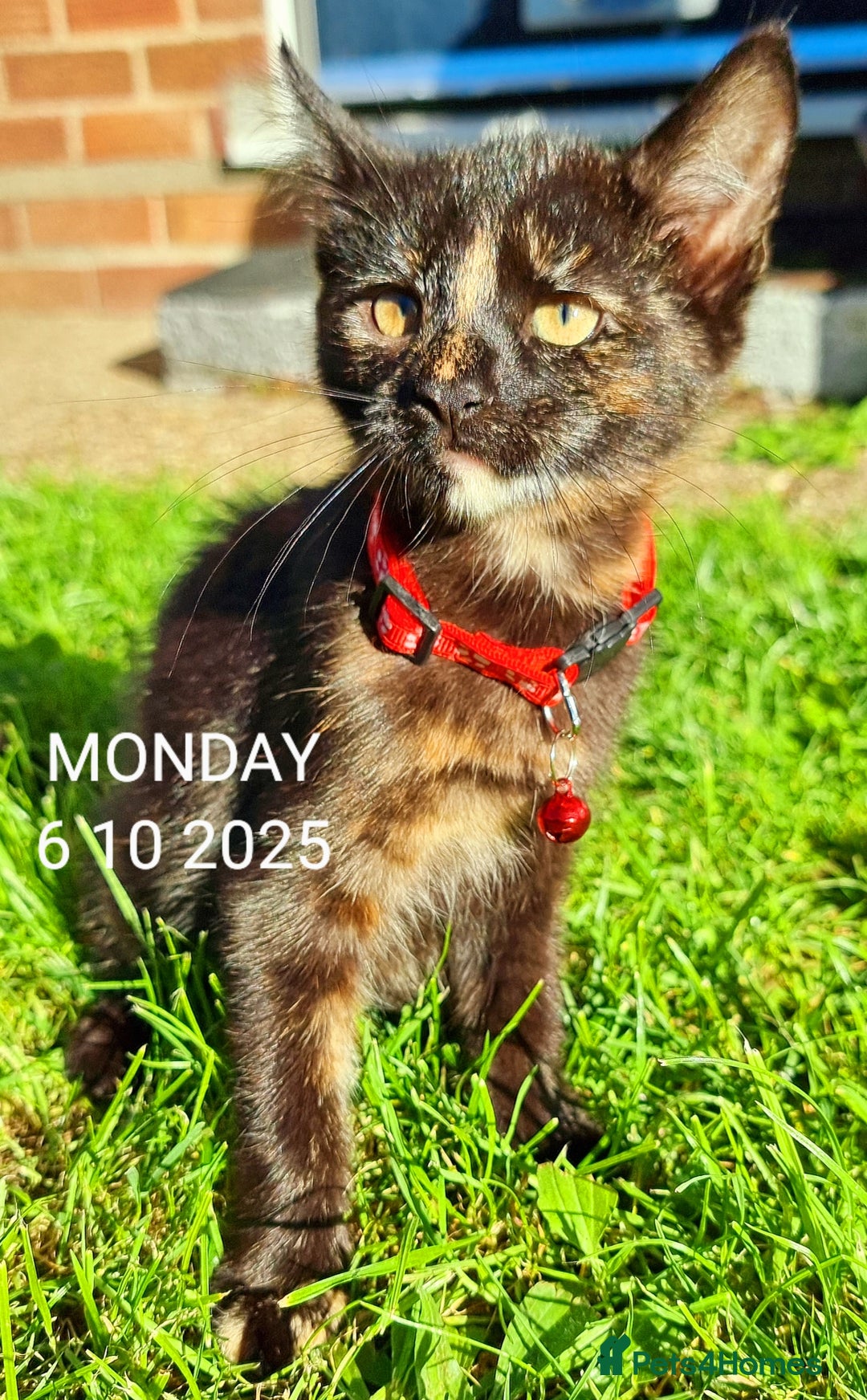 Mixed Breed cats for sale: Norwegian x pixiebob kittens mix available  - Image 37
