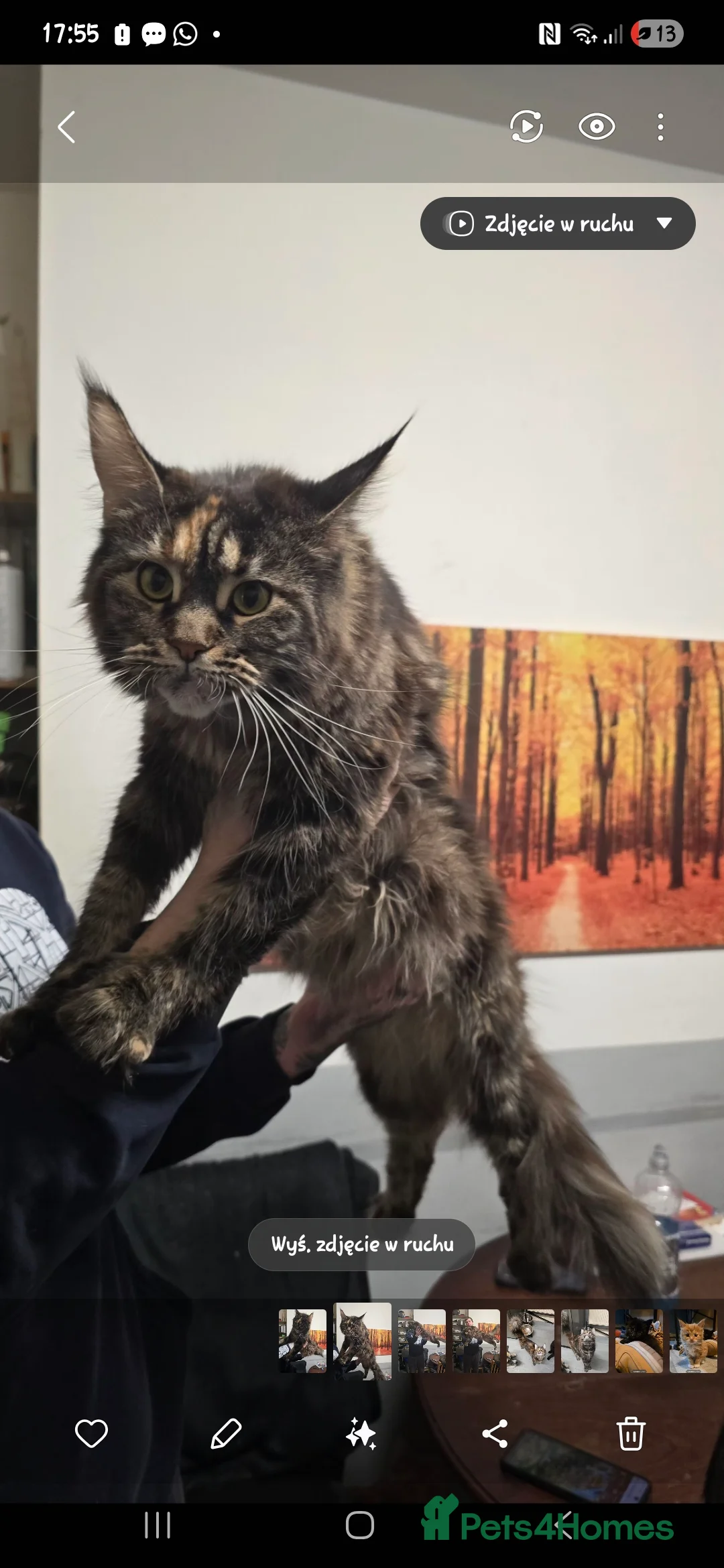 Maine Coon cats for sale: Maine coon - Advert 2