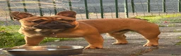 French Bulldog dogs for stud: Stud … Teddy …Rukaroobulls Cadeau du Ciel - Advert 4