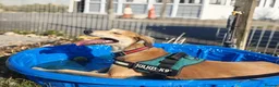 Lurcher dogs for adoption: Falkor - Advert 5