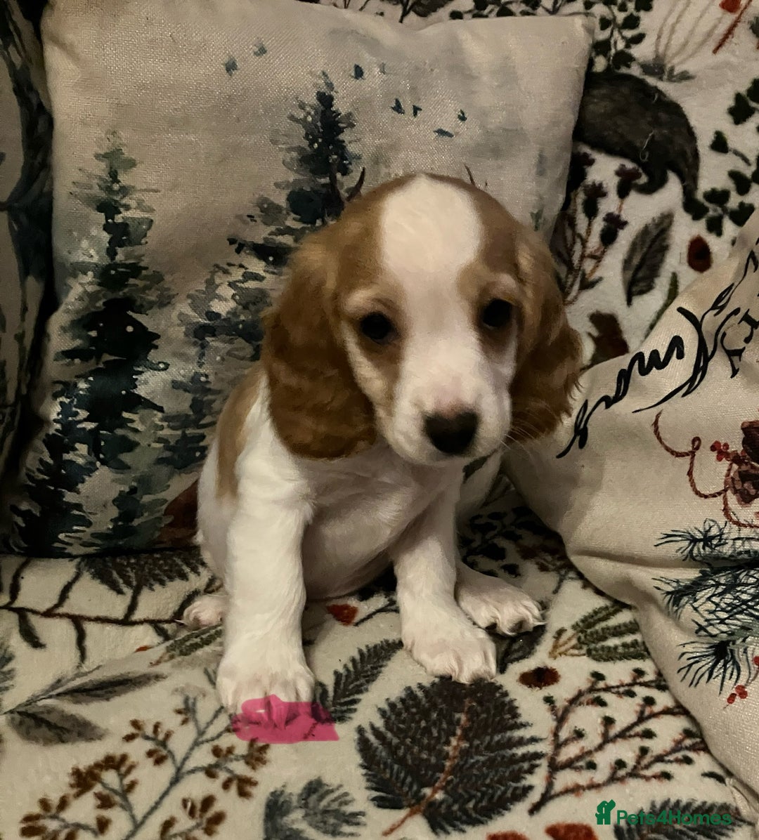 Cocker Spaniel dogs for sale: Cocker spaniel puppies (show type) - Advert 9