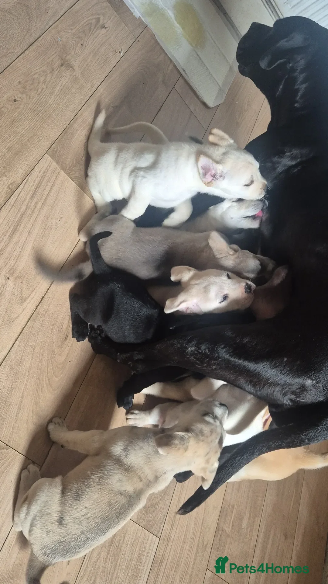 Mixed Breed dogs 12 Cane corso x Chowski royal canin fed - Advert 1