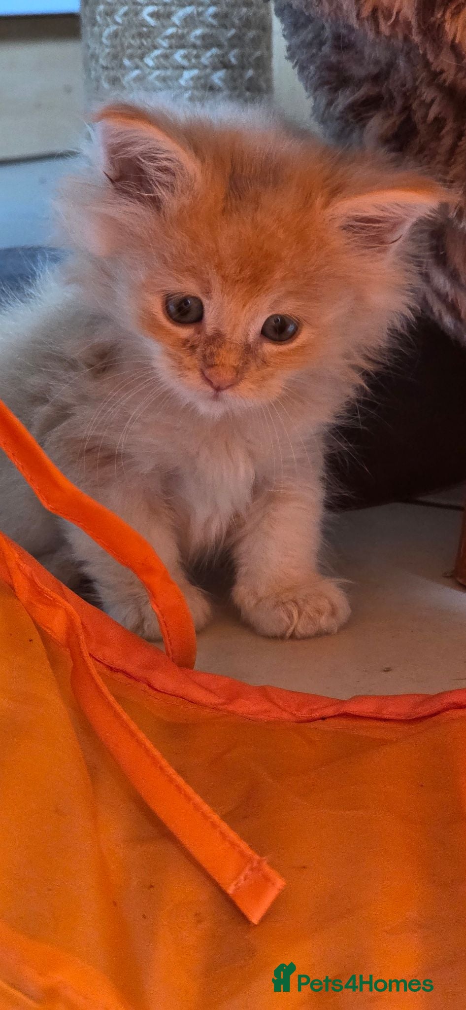 Maine Coon cats stunning maincoon creams & blues - Advert 2