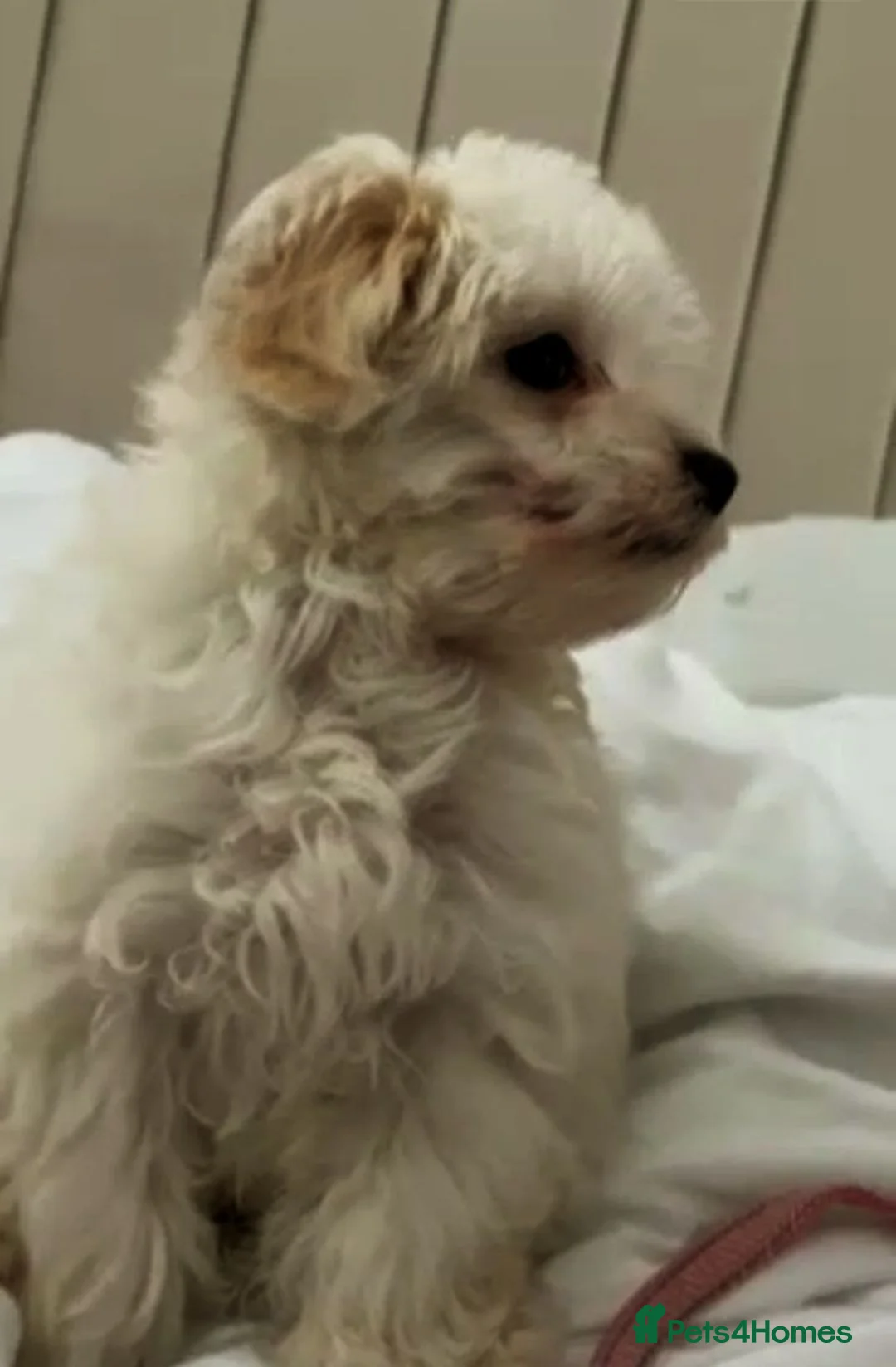 Maltese dogs for sale: Maltese  - Advert 4