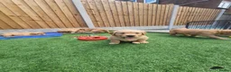 Golden Retriever dogs for sale: Stunning dark golden retriever puppies for sale - Advert 24