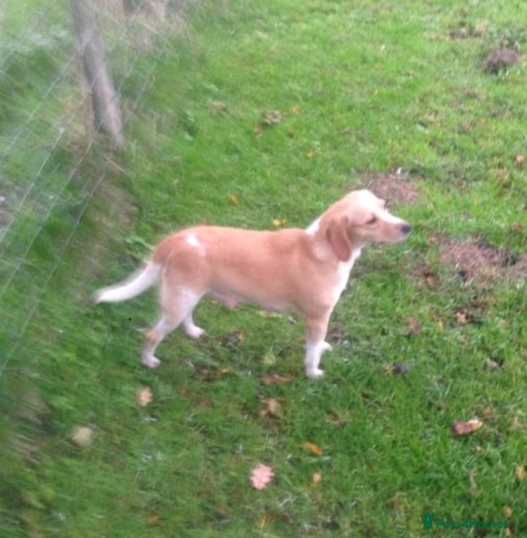 Mixed Breed dogs for sale: Speagle pup (male) - Image 6