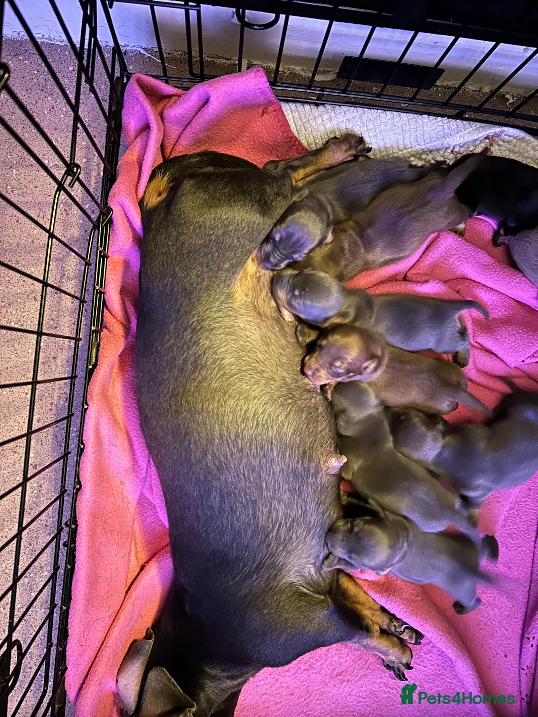 Dachshund dogs for sale: 9 beautiful babies looking for loving homes  - Advert 11