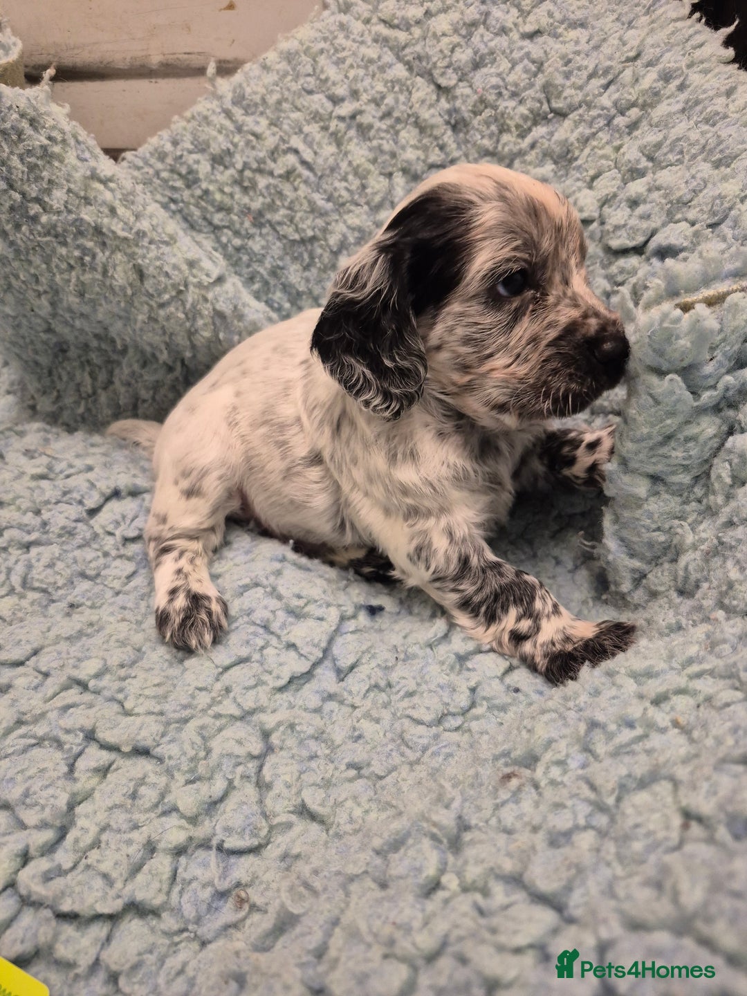 Cocker Spaniel dogs for sale: Lovely little working cocker spaniels - Image 7