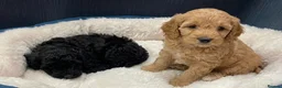 Cockapoo dogs for sale: Cockapoo Puppies - Advert 2