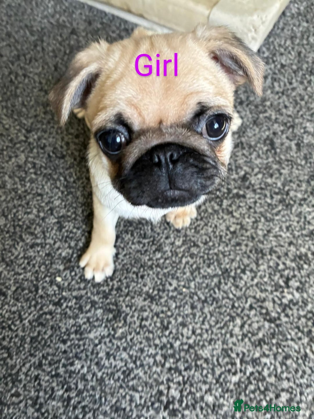 Pug dogs for sale: 🐾 Adorable Pug Puppies Ready for Forever Homes!  - Image 5