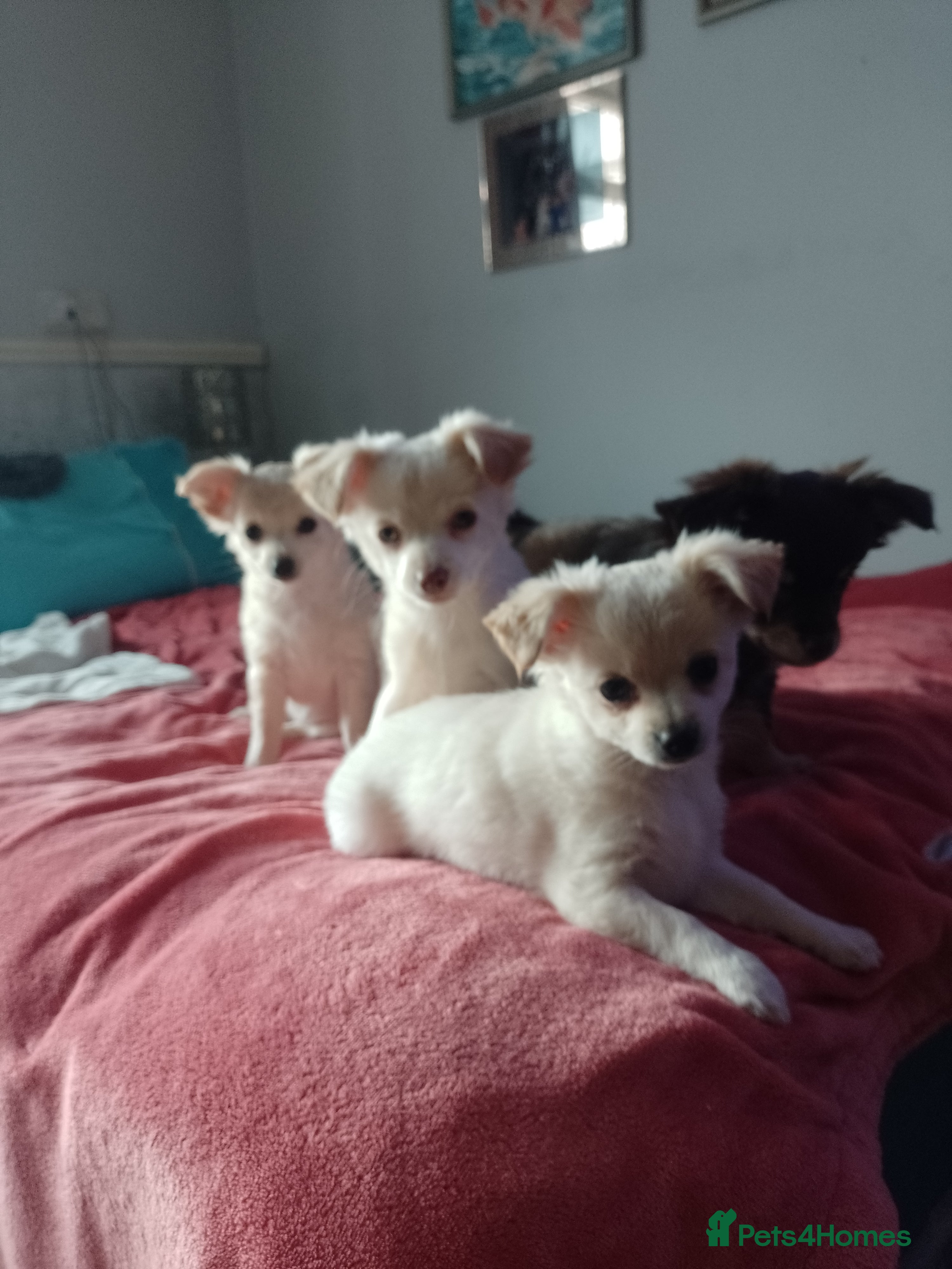 Chihuahua dogs Long haired chihuahuas - Advert 4