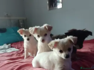 Chihuahua dogs Long haired chihuahuas - Advert 4