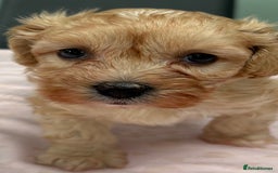 Maltipoo dogs for sale: Beautiful maltipoo puppies - Image 2