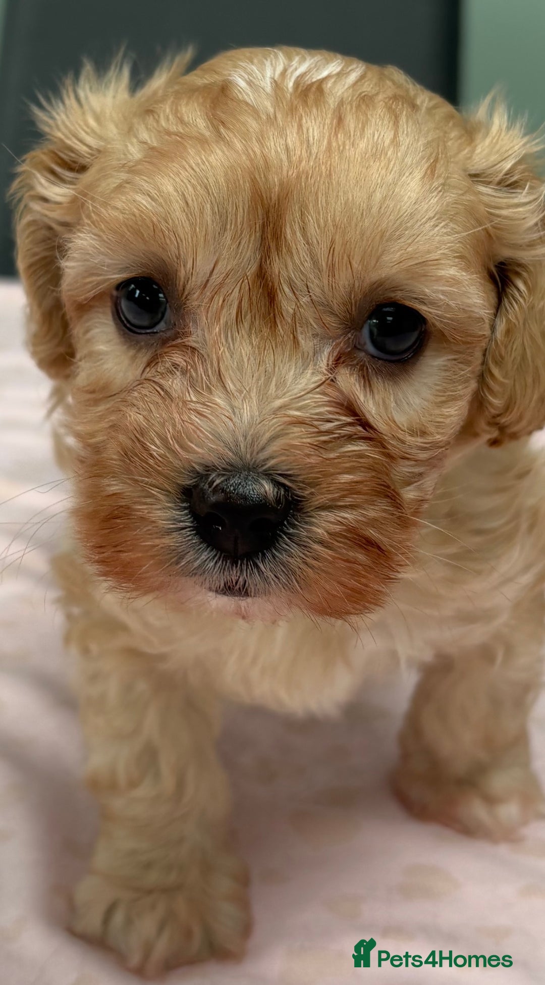 Maltipoo dogs for sale: Beautiful maltipoo puppies - Image 2