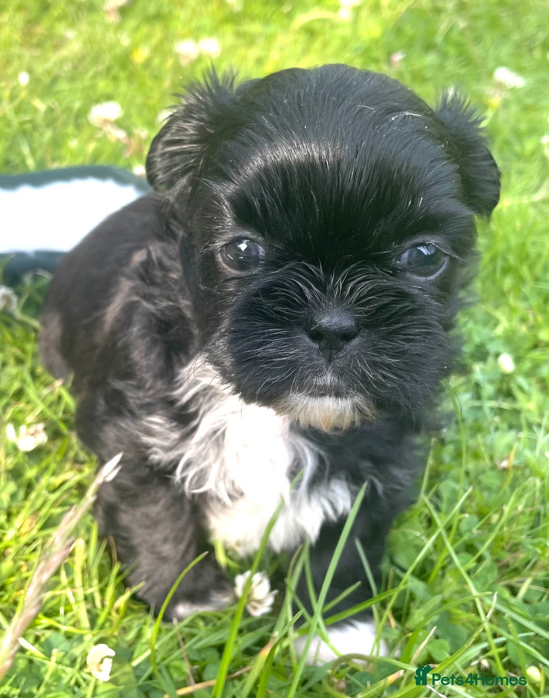 Shih Tzu dogs for sale: 5 Imperial Shih Tzu Puppies - Image 7