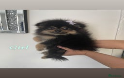 Pomeranian dogs for sale: High quality Pomeranian puppies  - Image 8