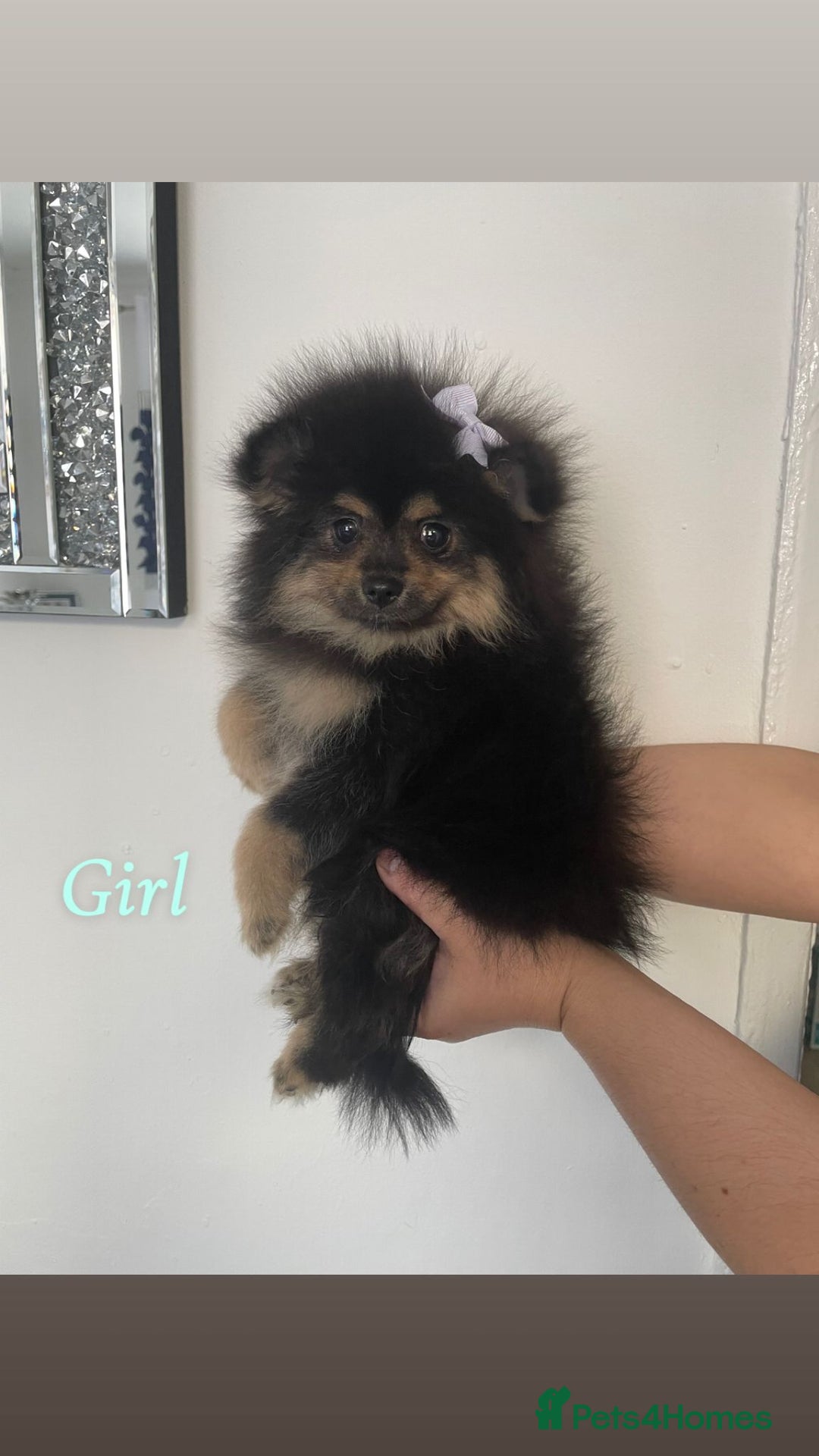 Pomeranian dogs for sale: High quality Pomeranian puppies  - Image 8