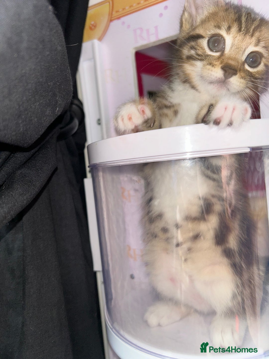 Bengal cats for sale: Bengal Cross - Image 3