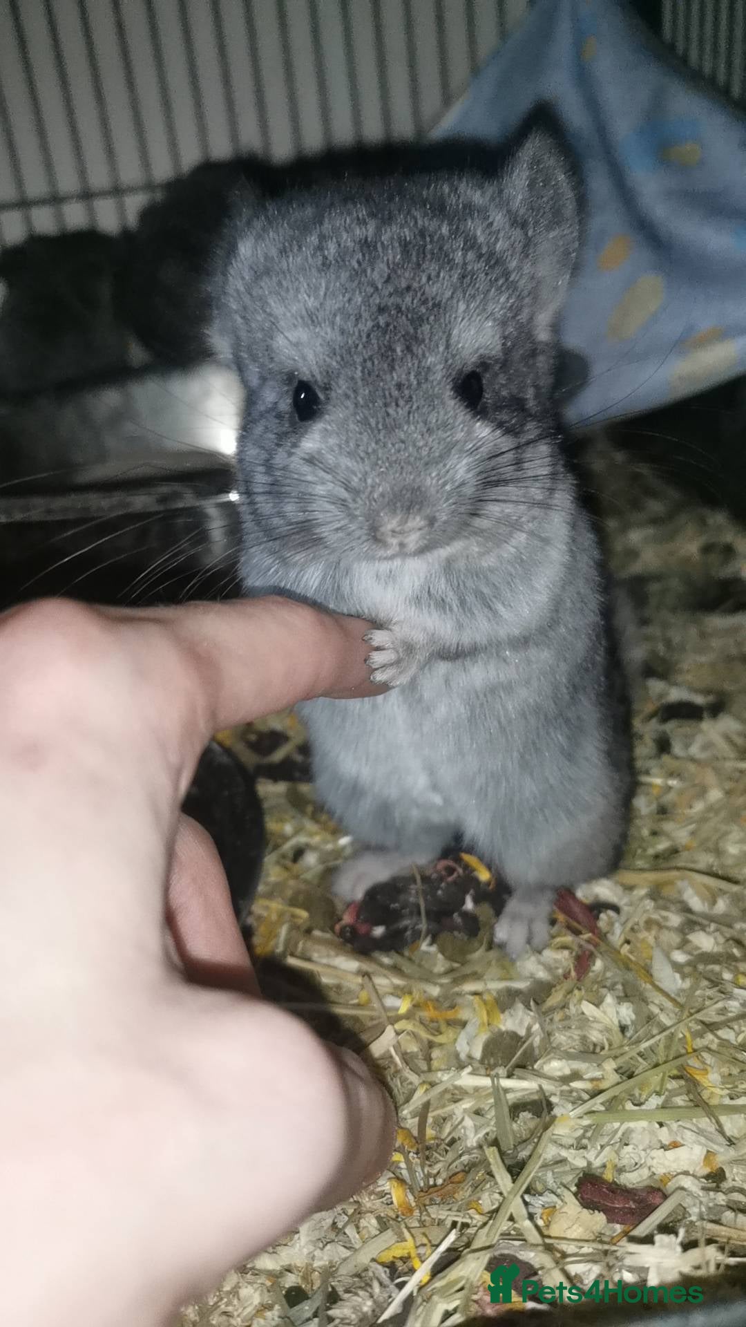 Chinchilla rodents Adorable Chinchilla Kits – 1 Male Left - Advert 10