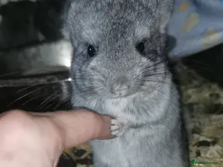 Chinchilla rodents Adorable Chinchilla Kits – 1 Male Left - Advert 1