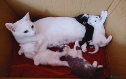 British Longhair cats for sale: White longhair domestic kitten - Image 7