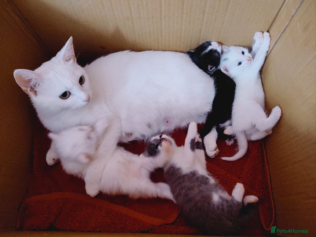 British Longhair cats for sale: White longhair domestic kitten - Image 7