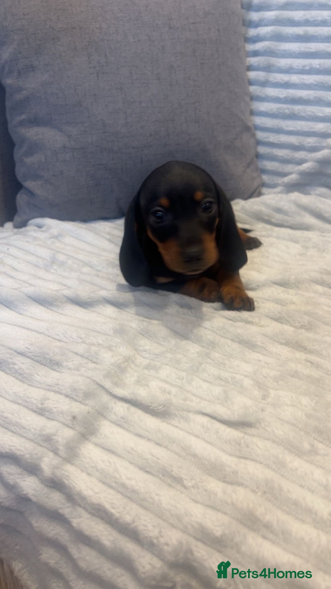 Miniature Dachshund dogs for sale: Minatures dachounds - Advert 13