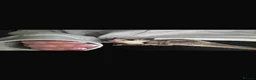 Sugar Glider rodents for sale: twin sugar gliders  - Advert 3