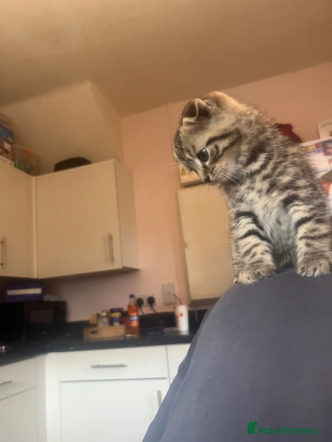 Scottish Fold cats for sale: Male Scottish ear fold  in Hyde - Advert 2