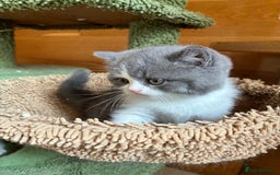 British Shorthair cats for sale: LAST 4 TICA CHAMPION BLOOD LINES BSH KITTENS - Image 15