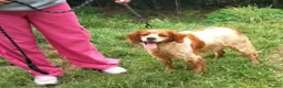 Brittany Spaniel dogs for adoption: Tormenta - Advert 3