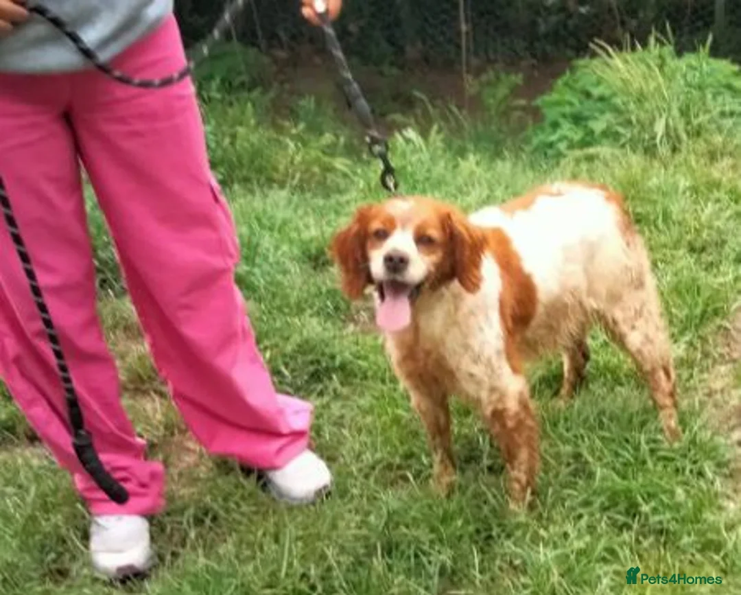Brittany Spaniel dogs for adoption: Tormenta - Advert 3