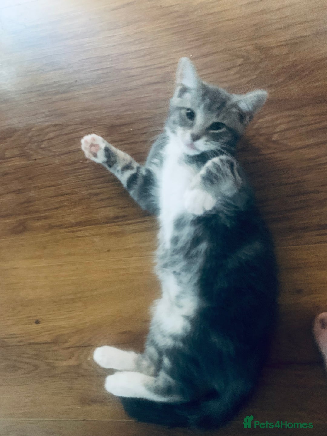 Mixed Breed cats for sale: Little ones are looking for home - Image 13