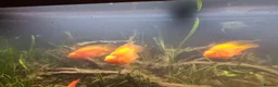 Cichlids fish for sale: Tropical fish - Advert 13