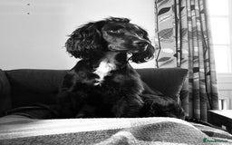 Cocker Spaniel dogs for sale: Cocker Spaniel - 4 years, Female - Image 3