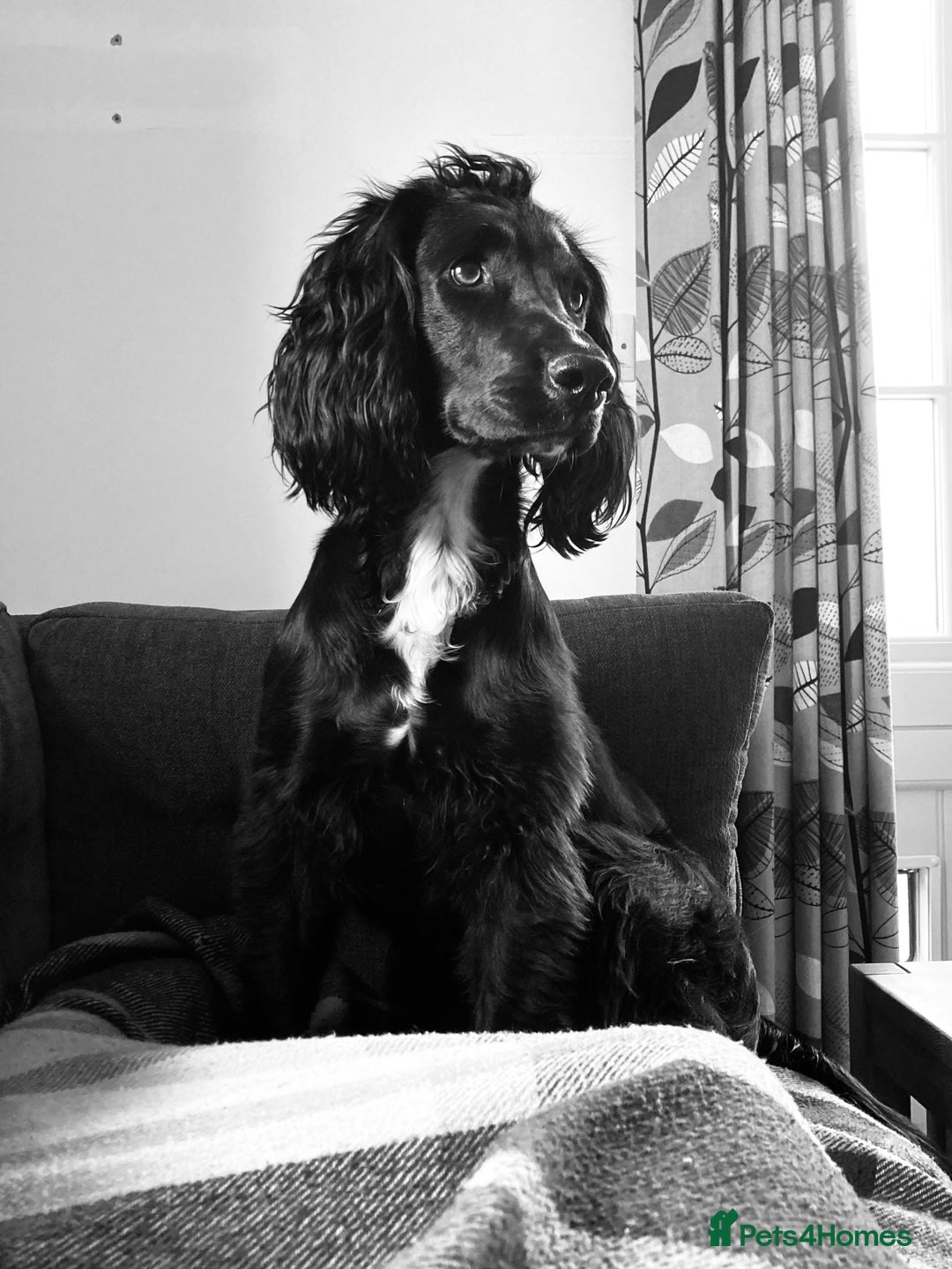 Cocker Spaniel dogs for sale: Cocker Spaniel - 4 years, Female - Image 3