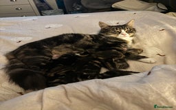Mixed Breed cats for sale: Beautiful tabby kittens - Image 8