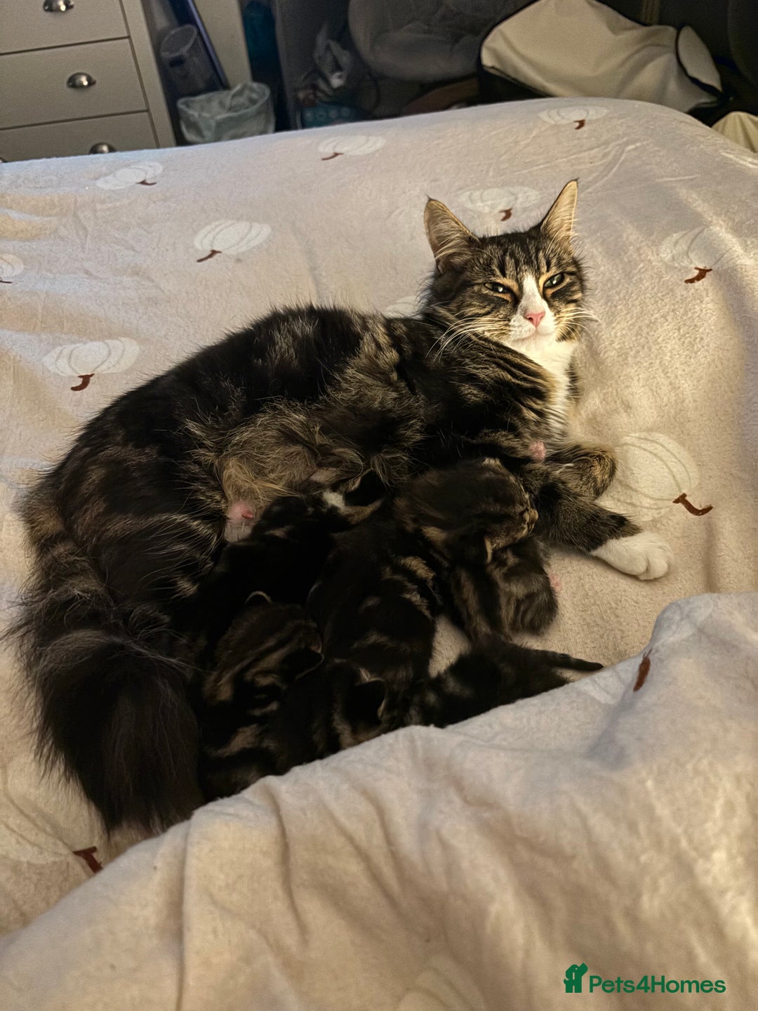Mixed Breed cats for sale: Beautiful tabby kittens - Image 8
